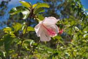 Fleur d'hibiscus blanche